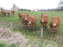 t_Meet_some_of_the_Limousin_inhabitants